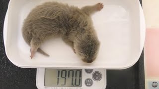 カワウソ赤ちゃん･ママが吠える！Crazy about bite the fish!【baby otter】 by カワウソ-Otter channel 1,699 views 2 years ago 3 minutes, 6 seconds
