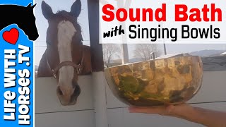 Sound Therapy for My Horse