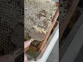 Heute ist Honig-Erntetag und ich nehme euch ein bisschen mit. 🍯🐝