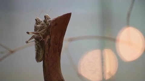 Two Grasshoppers Stock Video