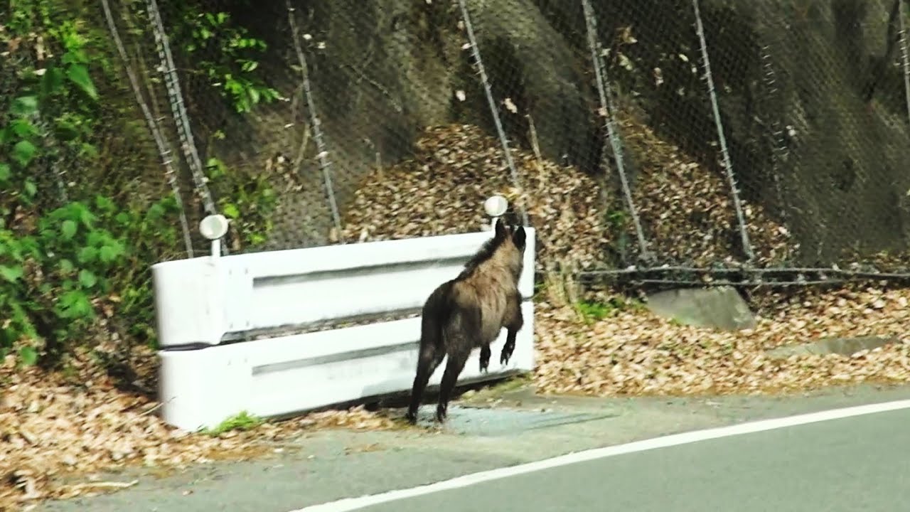 カモシカに出会った - YouTube