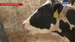 Актуальная тема - Рязанские фермеры отказываются от летнего выгула коров