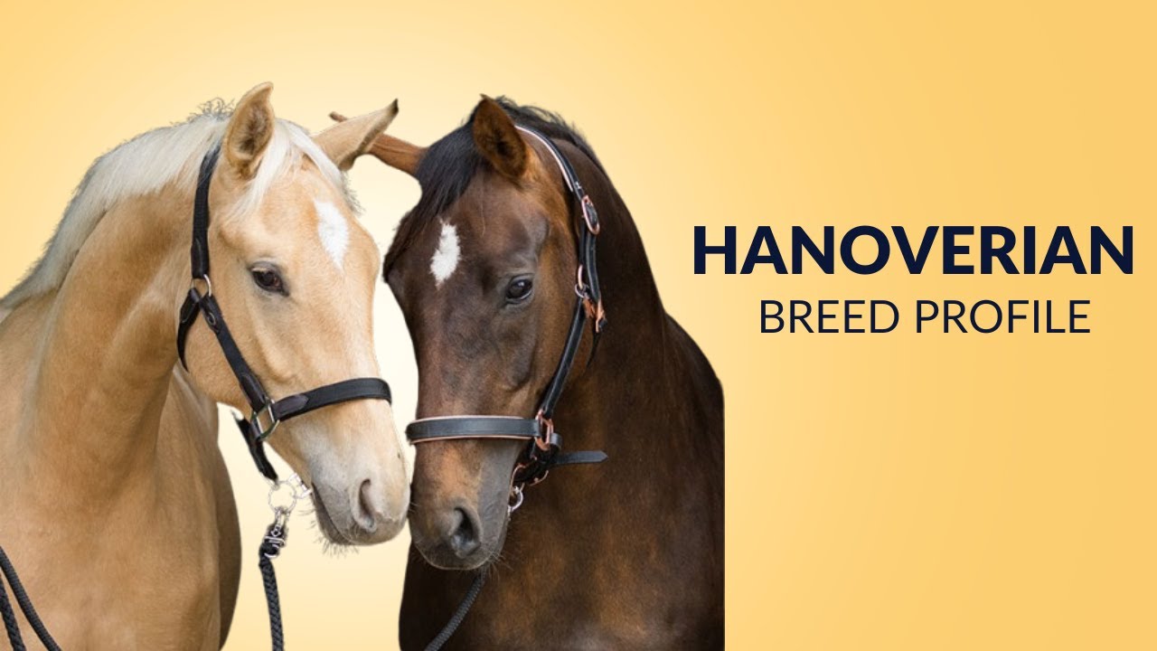 Hanoverian Horse Breed Profile History - Price - Characteristics - Training - Grooming