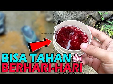 Video: Cara Menyimpan Cacing Darah Di Rumah