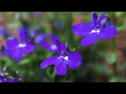 Video: Lobelia erinus: penerangan, jenis, foto, ciri penanaman dan penjagaan