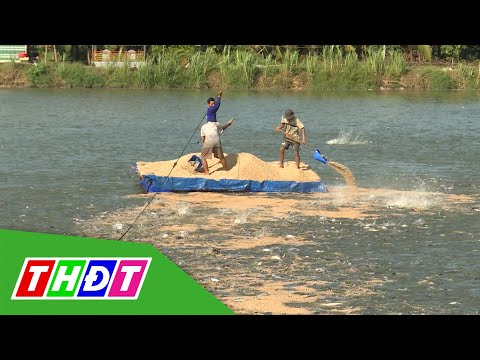Video Nuôi cá tra theo chuỗi liên kết hiệu quả cao | Thủy... - youtube