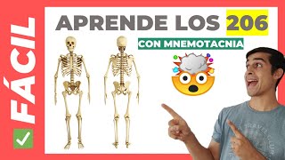 🦴 206 HUESOS del CUERPO HUMANO (Fácil de Aprender) | Anatomía