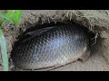 Unbelievable catching big snakehead fish in underground hole