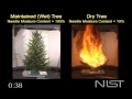 Dry Tree vs. High Moisture Tree Fire