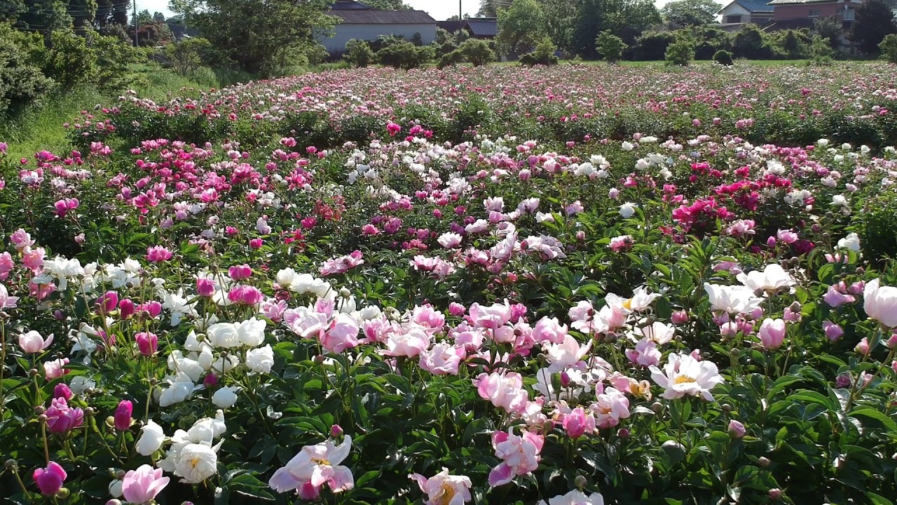 Peony Garden Tokyo - Shakuyaku - Golden Week