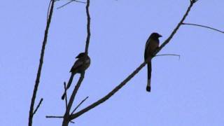 Rufous Treepies after sunset Doi Inthanon Thailand 2012