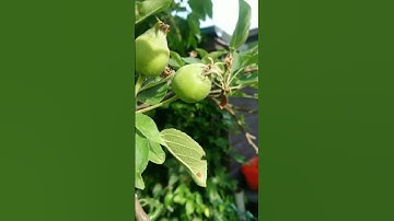 BABY GOLDEN DELICIOUS APPLES #appletrees #backyardgardening #shorts
