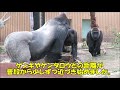 京都市動物園ニシゴリラ　モモタロウ誕生日動画2019ver.　Birthday video of Momotaro, Western gorilla at Kyoto Zoo