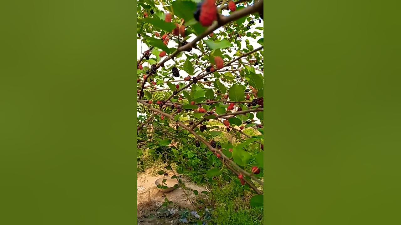 mulberry plant full with fruit#shortsfeed#organicgardening#nature# ...