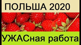 Самая тяжёлая работа в Польше! Хотите попробовать?