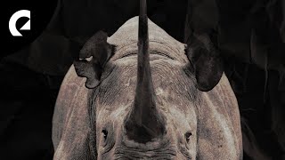 Ceen - One Horned Rhino