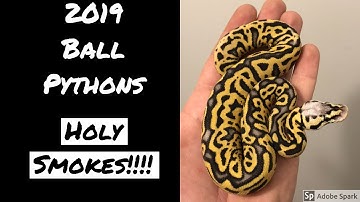 BALL PYTHON HATCHLINGS - 2019