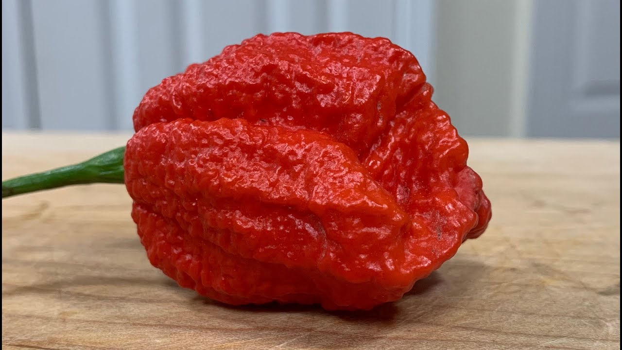 EXCITING CROSS! Dragons Breath X Brain Strain grown by Texas Pepper Farm! Good genetics! HOT?!?!!