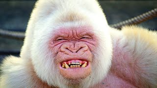 Top 10 Most Beautiful White Animals In The World - Albino Animals