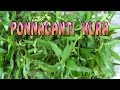 Ponnaganti kura curryaaku kura  in telugu