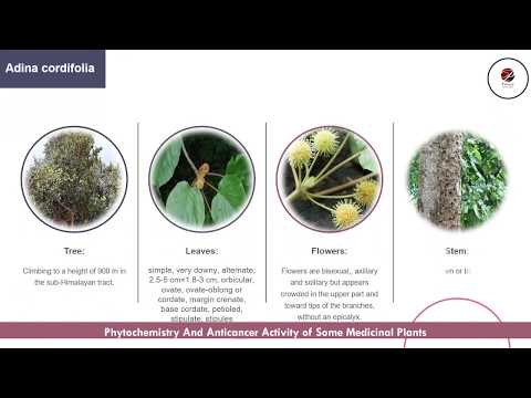 PHARMACOGNOSY RESEARCH IDEAL PH.D. SEMINAR VIVA PPT |DESIGN |TEMPLATES |IDEAS - video from Pristyn Research