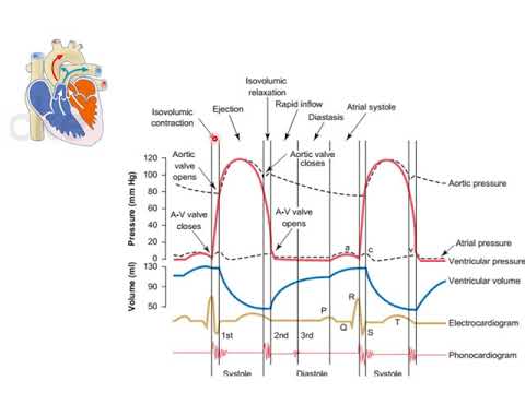 Video: Selama tahap diastol sendi dari siklus jantung?