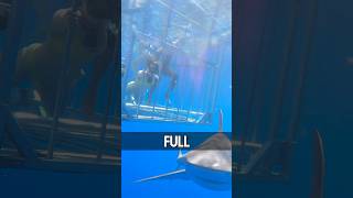 Swimming With Sharks In Hawaii