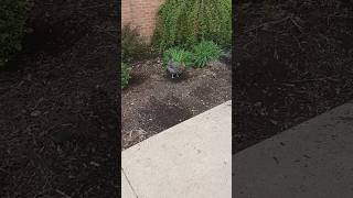 The Chickens (Part 1)