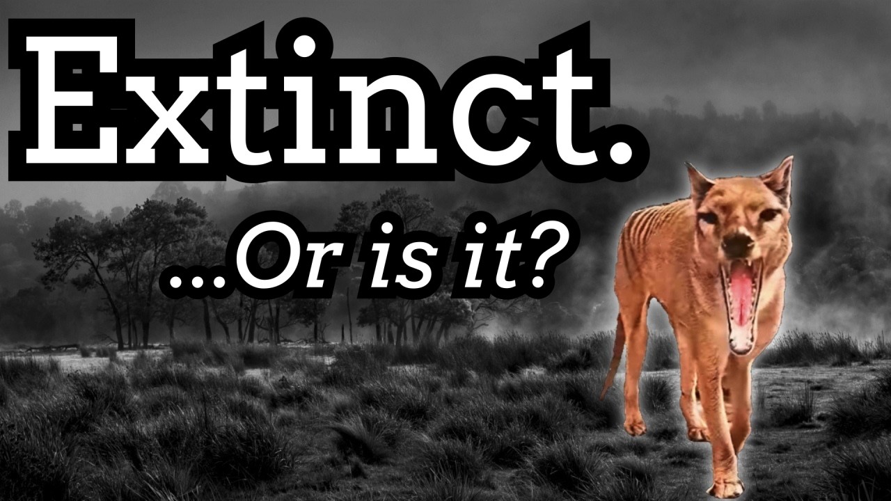 Жив ли еще тасманийский тигр?