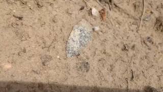 Easement Arrowheads! ~ 446 Artifact Find! June 2016