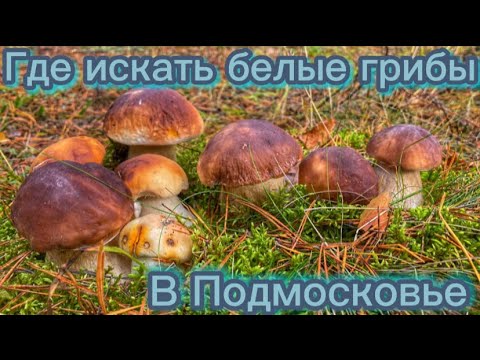 ГДЕ ИСКАТЬ БЕЛЫЕ ГРИБЫ В ПОДМОСКОВЬЕ…