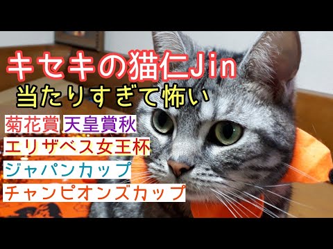 キセキの猫仁の競馬予想　G1レースの的中率が凄すぎる！