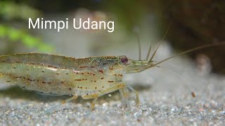angka mimpi/kodealam udang 2d 3d #erek2udang
