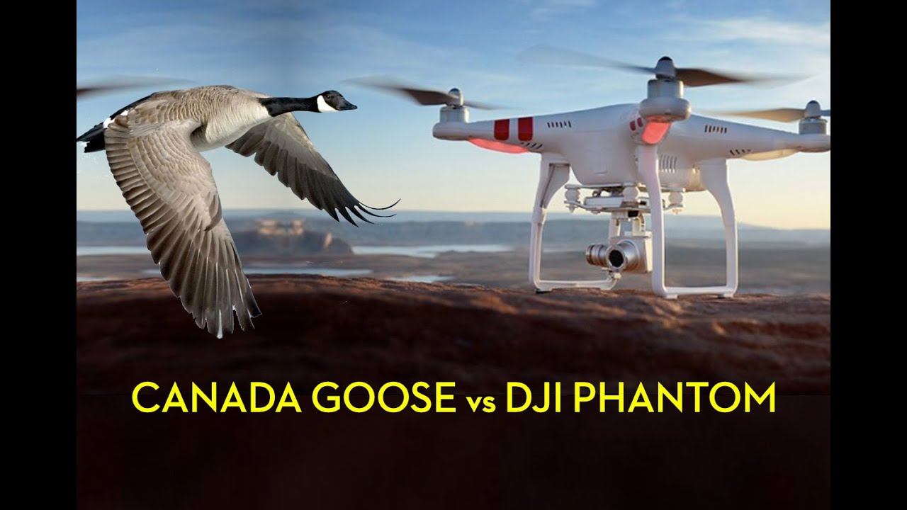 goose drone