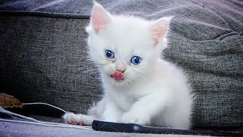 Watch the video about Some exercises for the Ragdoll babys