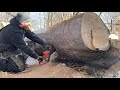 Stihl ms 250 vs huge dead ash tree
