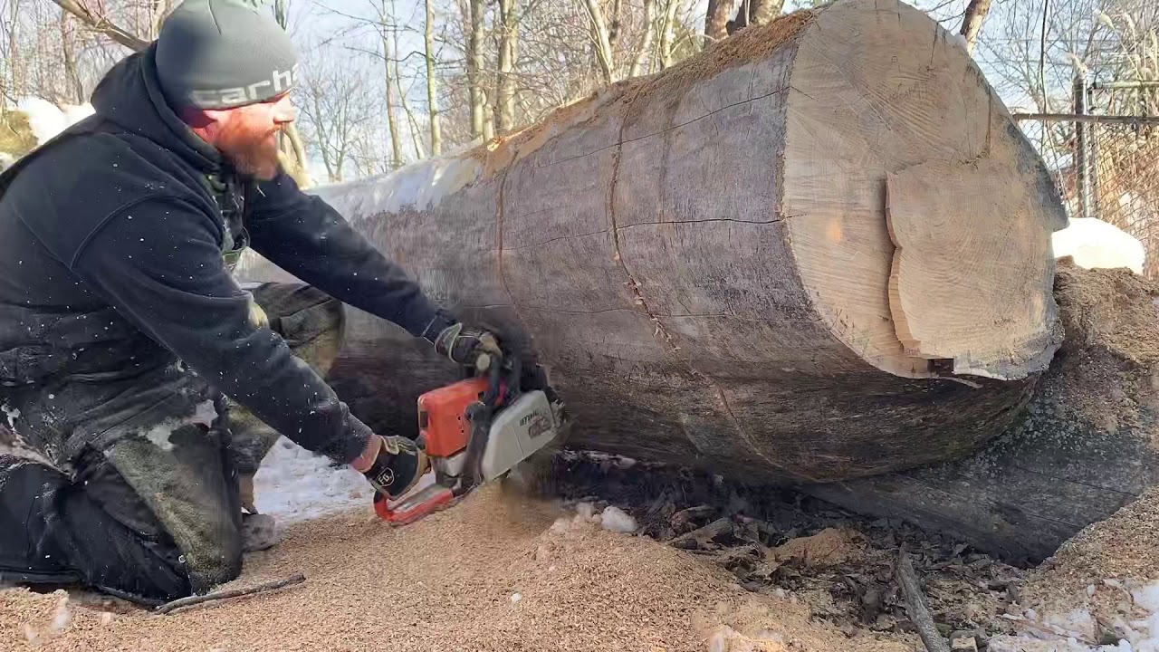 Stihl ms 250 vs huge dead ash tree - YouTube