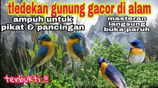 Download lagu Tledekan Gunung | Suara Pikat Tledekan Gunung Gacor/asli Suara Di Alam Liar mp3