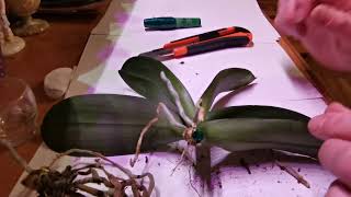 Реанимация орхидеи с гниющей шейкой. Есть ли шанс?