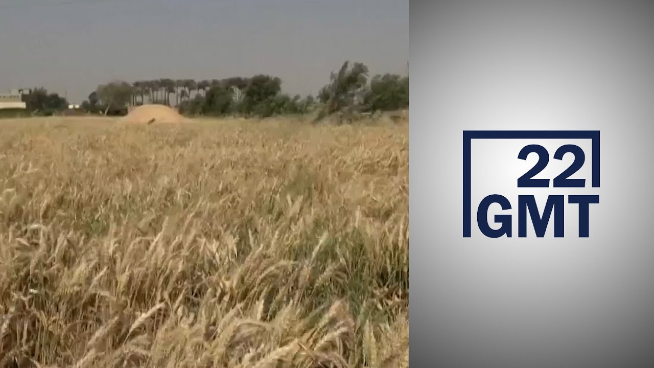 توقعات بتراجع إنتاج الحبوب في المغرب