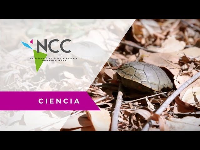 Casquito de Vallarta, nueva especie de tortuga