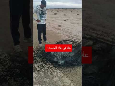 علاش هاد الحسد كامل Explore Cat Chorts