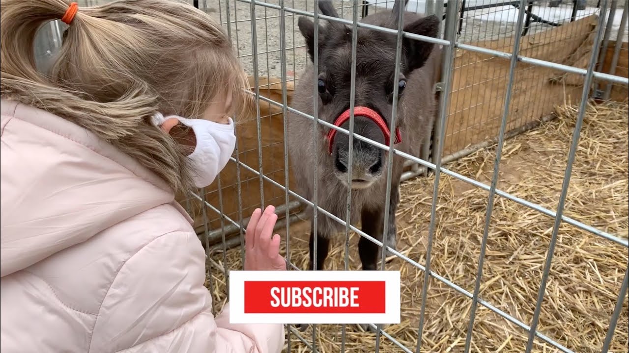 I Got To Pet A BABY REINDEER 🎄 And Visit A Christmas Store Breezewood