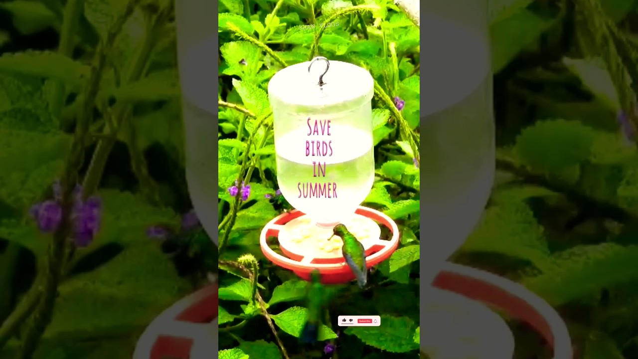 Save Birds in Summer 🦜🐦😊