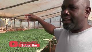 Zimbabwe The Awakening Giant - Greenfield Nursery