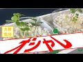 【100均大活躍】野菜もおしゃれしてインテリア【家庭菜園#02】
