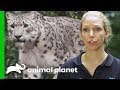 Snow Leopard Needs Eye Drops | The Zoo: From The Inside