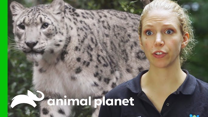 Snow Leopard Cub HEALTH CHECK!