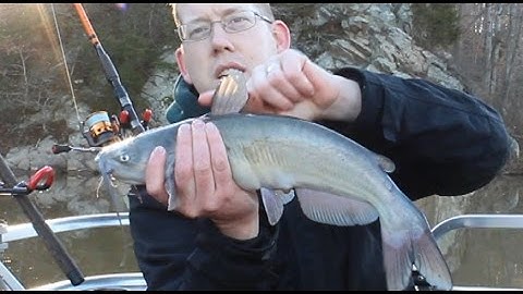 How to Hold a Catfish Without Getting Stung - Catfish Spines