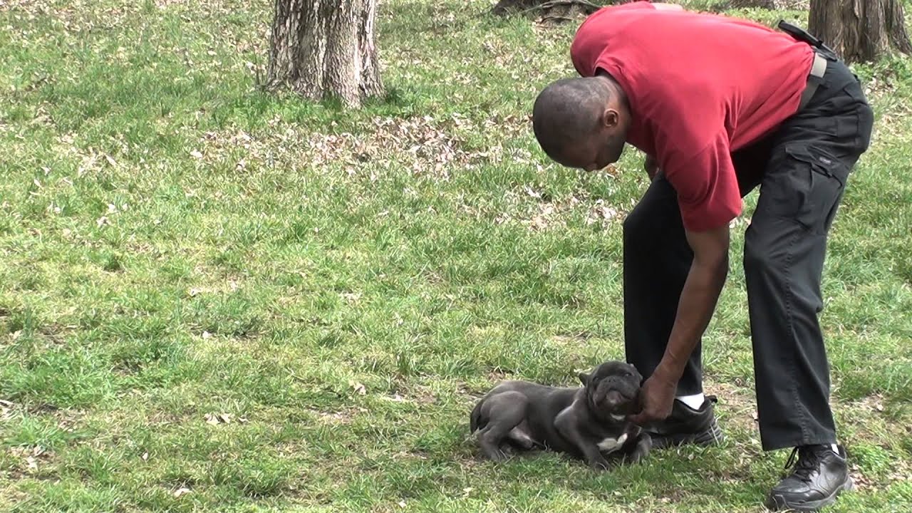 Guy Nashville Dog Trainer 102: Training A French Bulldog ...